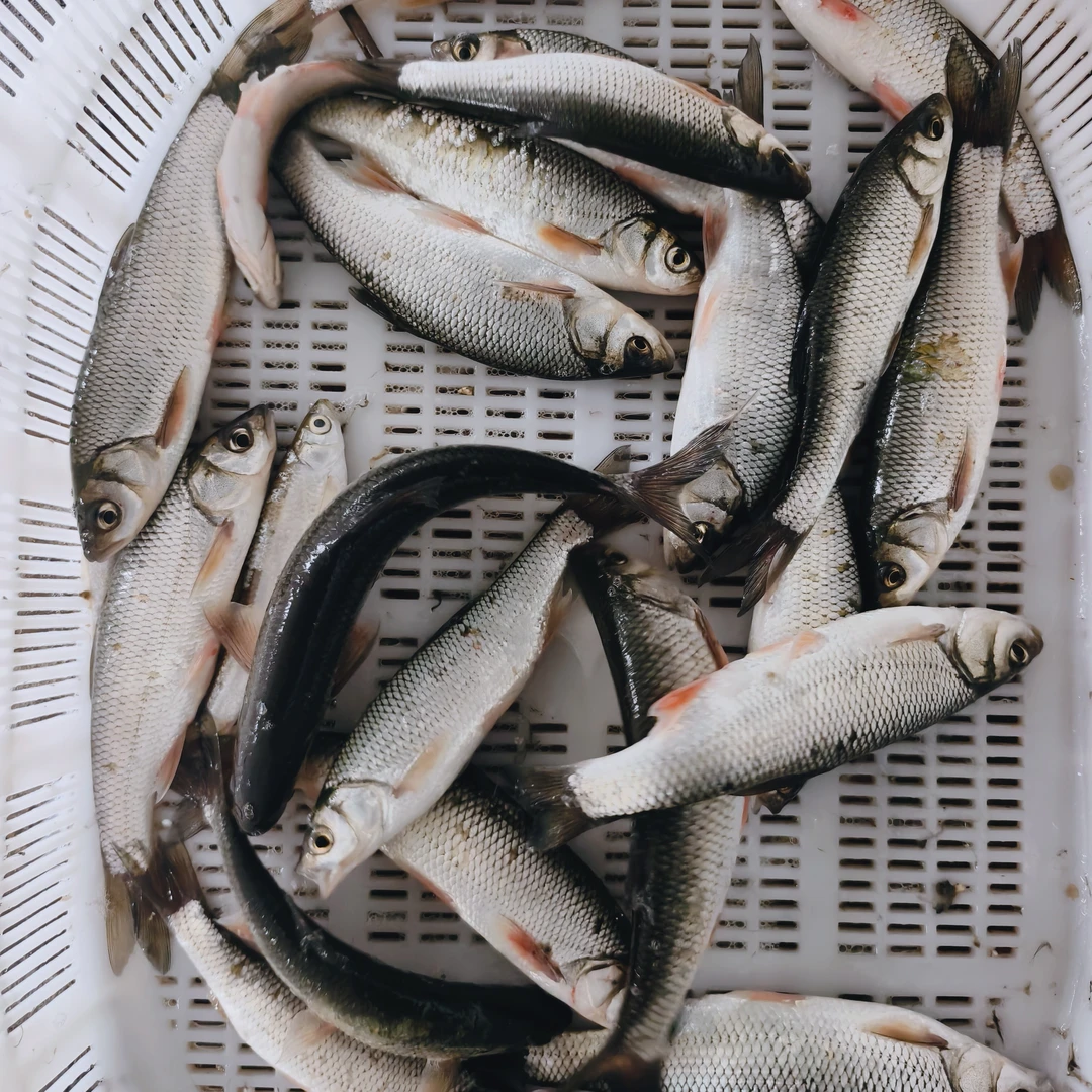 乌苏里江野生雅罗鱼，肉质鲜美，顺丰包邮