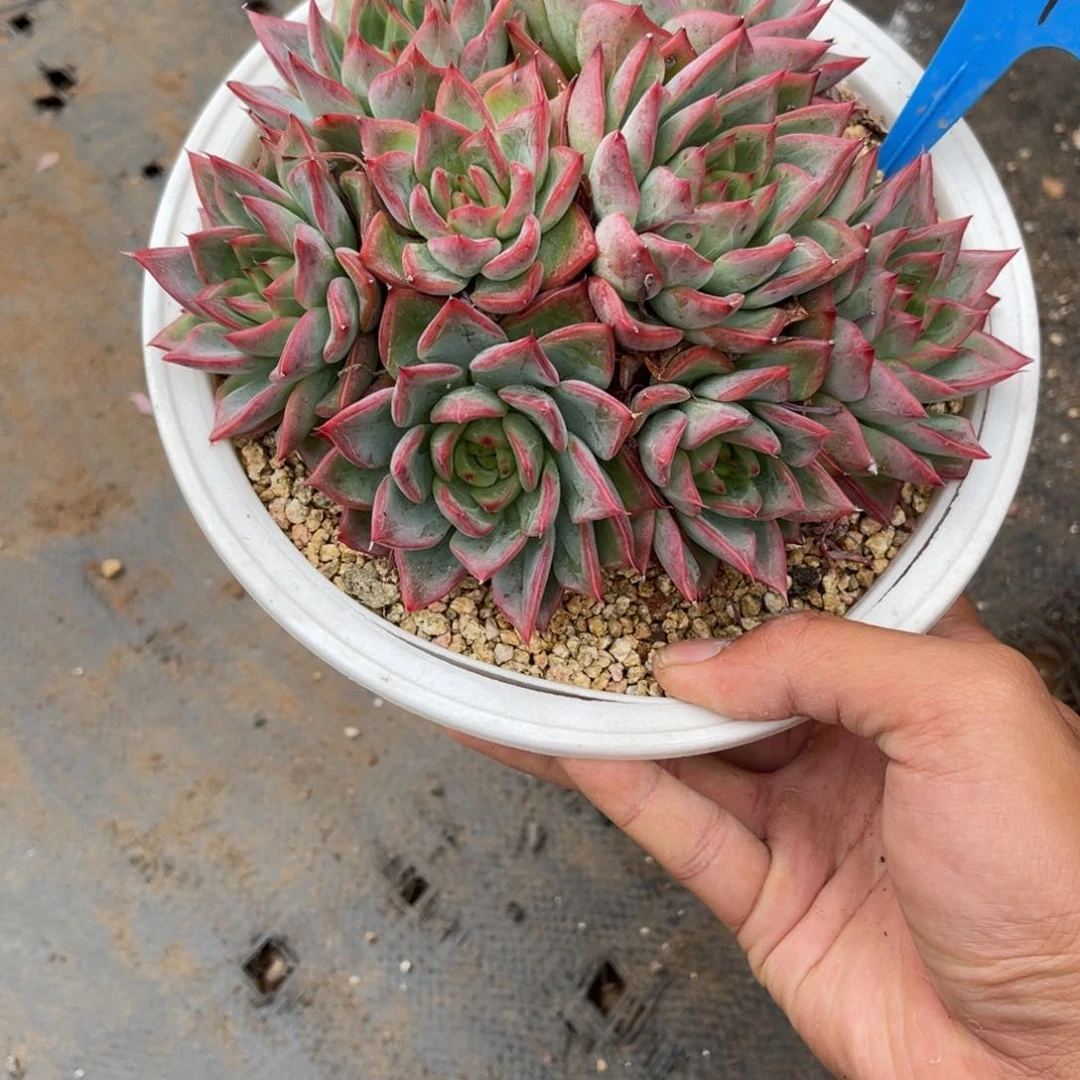 君*0024弗兰多肉植物