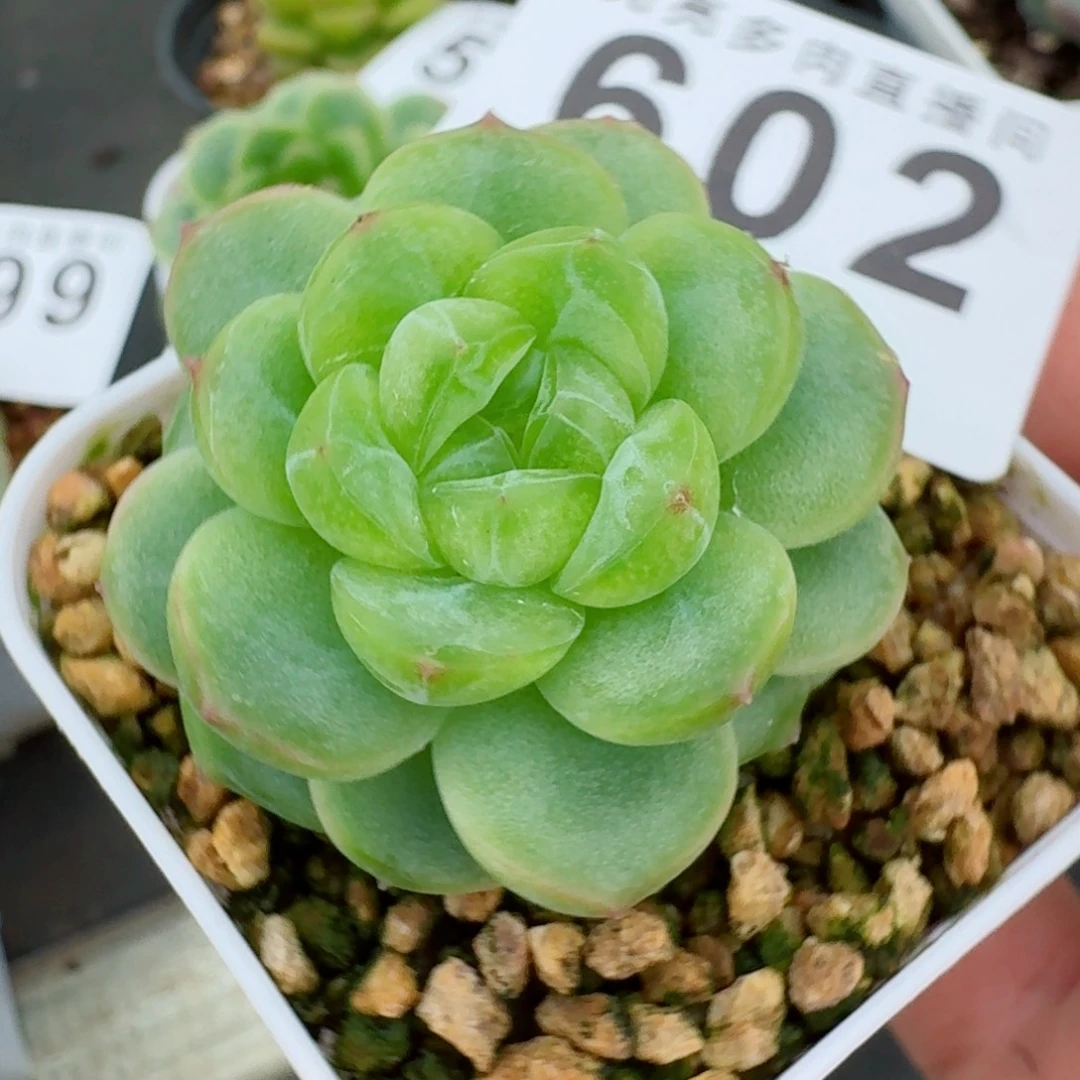 透体珍妮            精美多肉植物