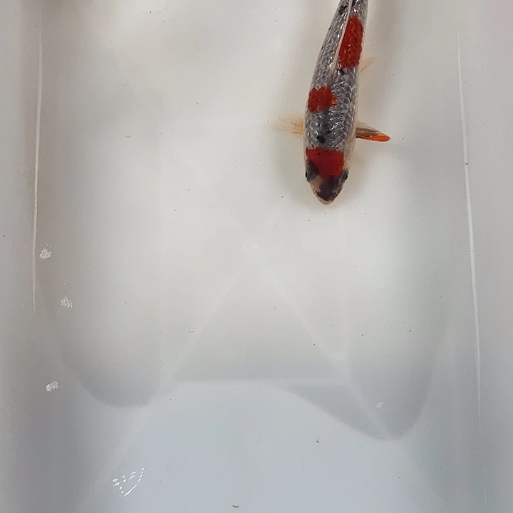 锦鲤血统锦鲤养殖