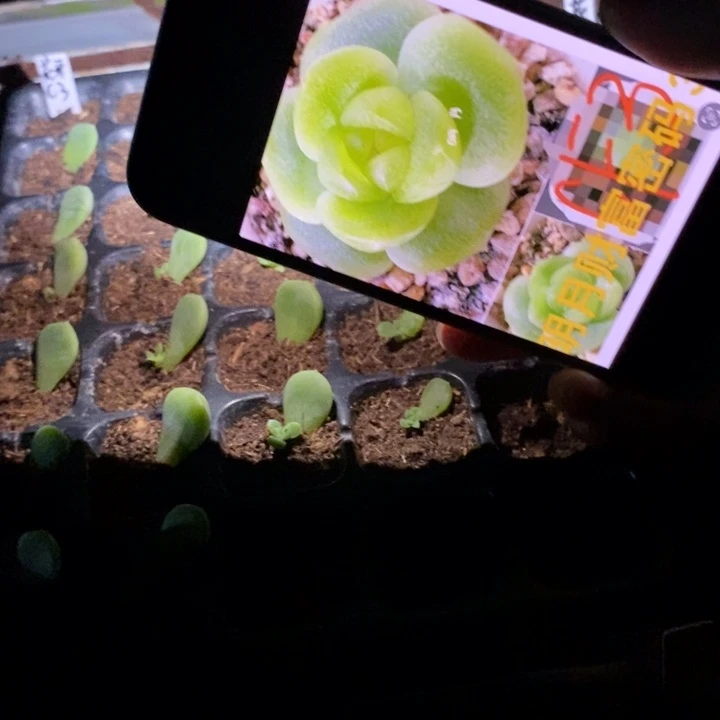 花开财富c3芽苗一个多肉