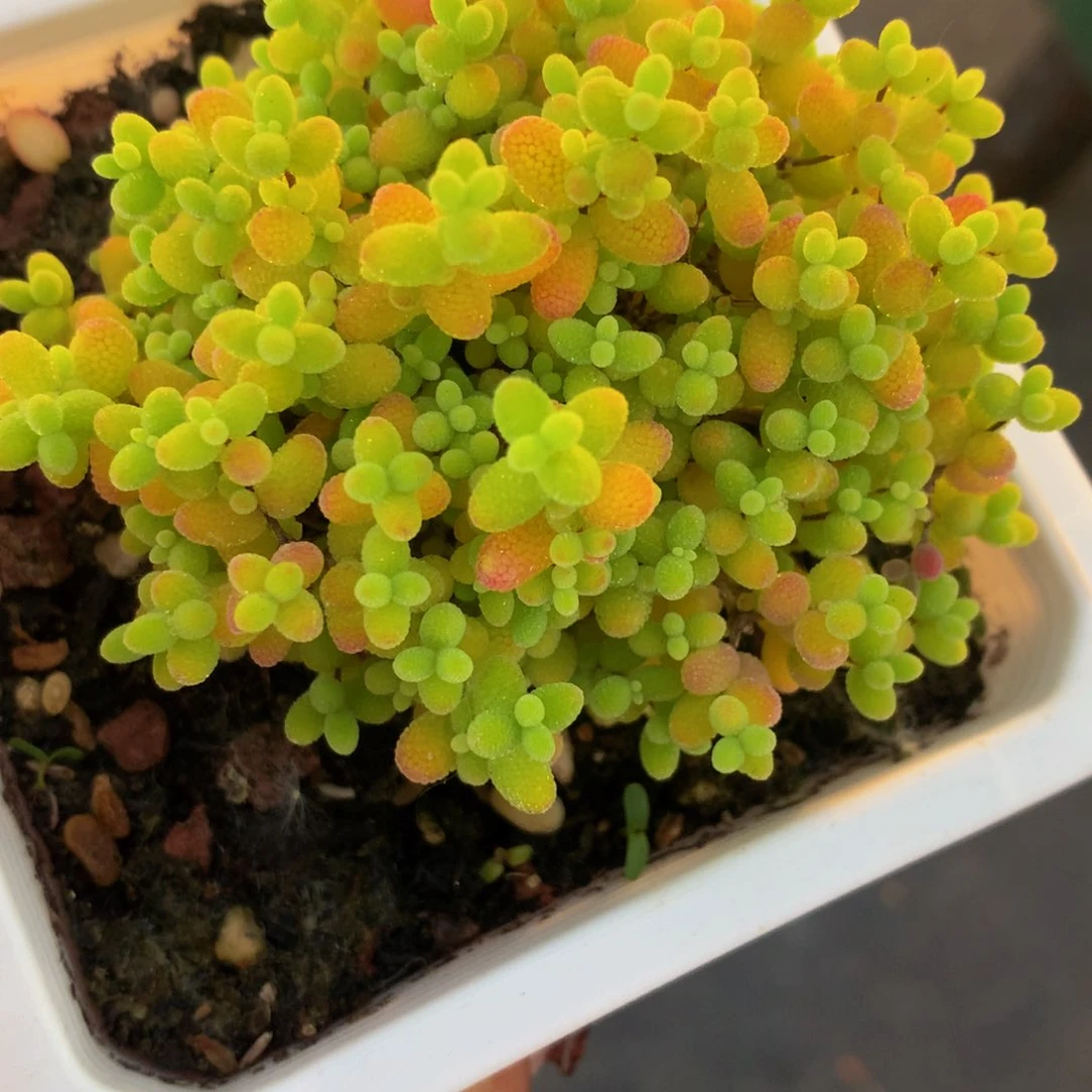 蜜橘子大 一颗包邮