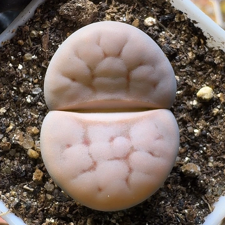 生石花1111。 粉体。  170