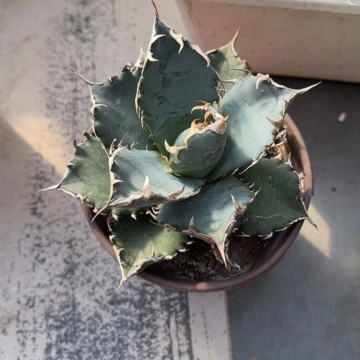 无花朵仁王冠龙舌兰一物一拍