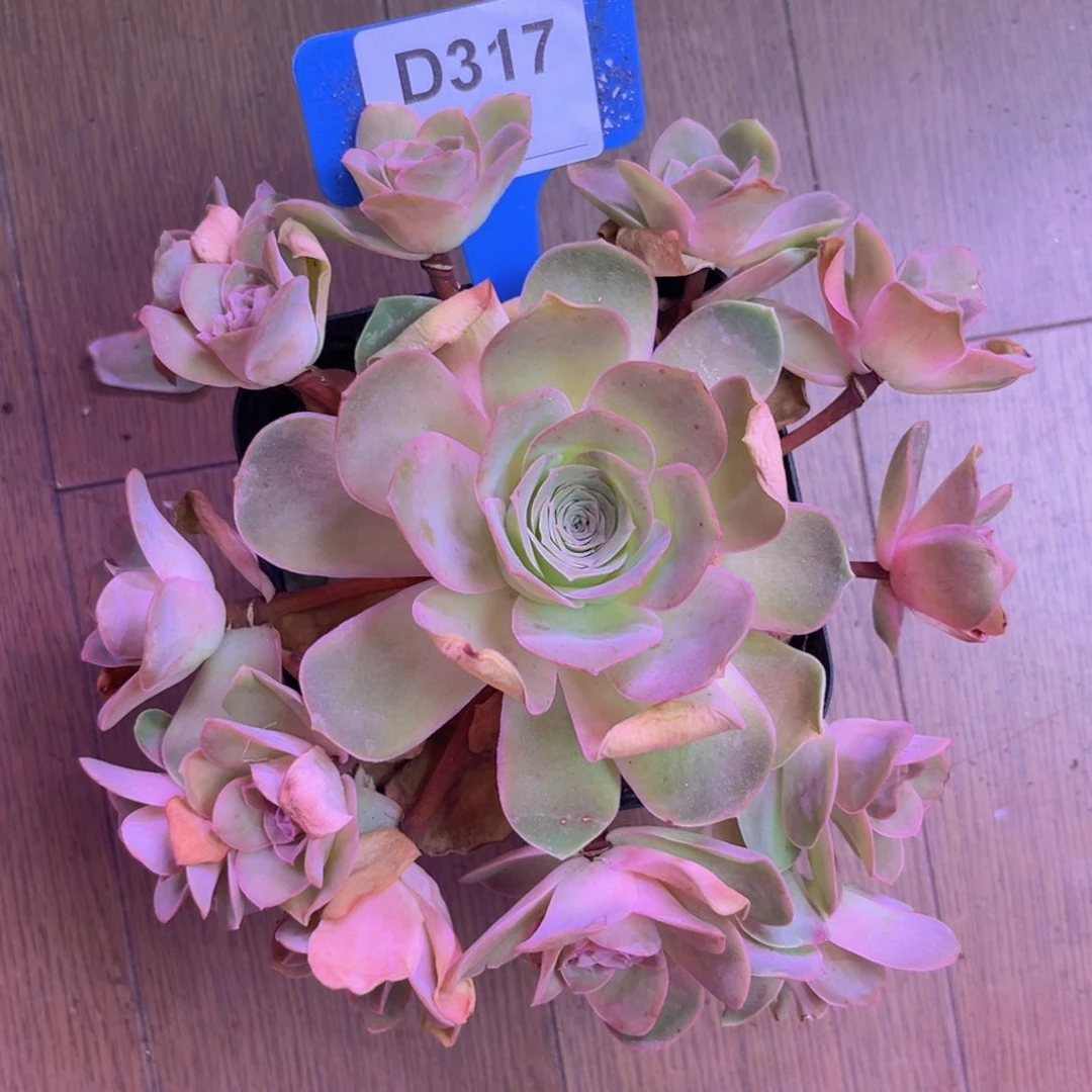 粉红佳人完美群D317