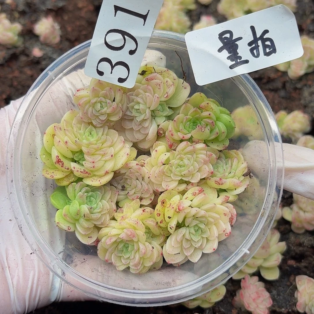 多肉植物多肉植物391量拍