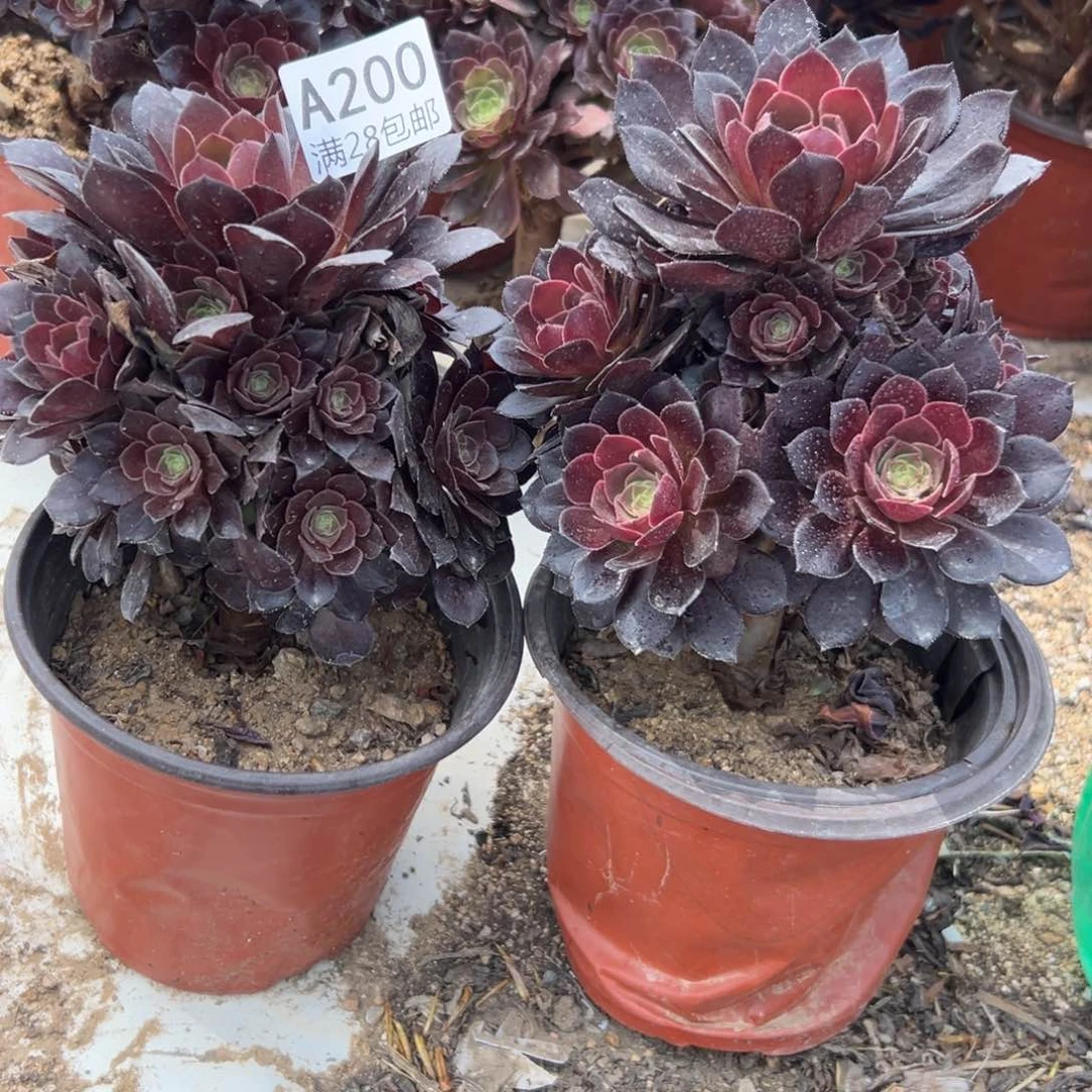 200多肉   2颗