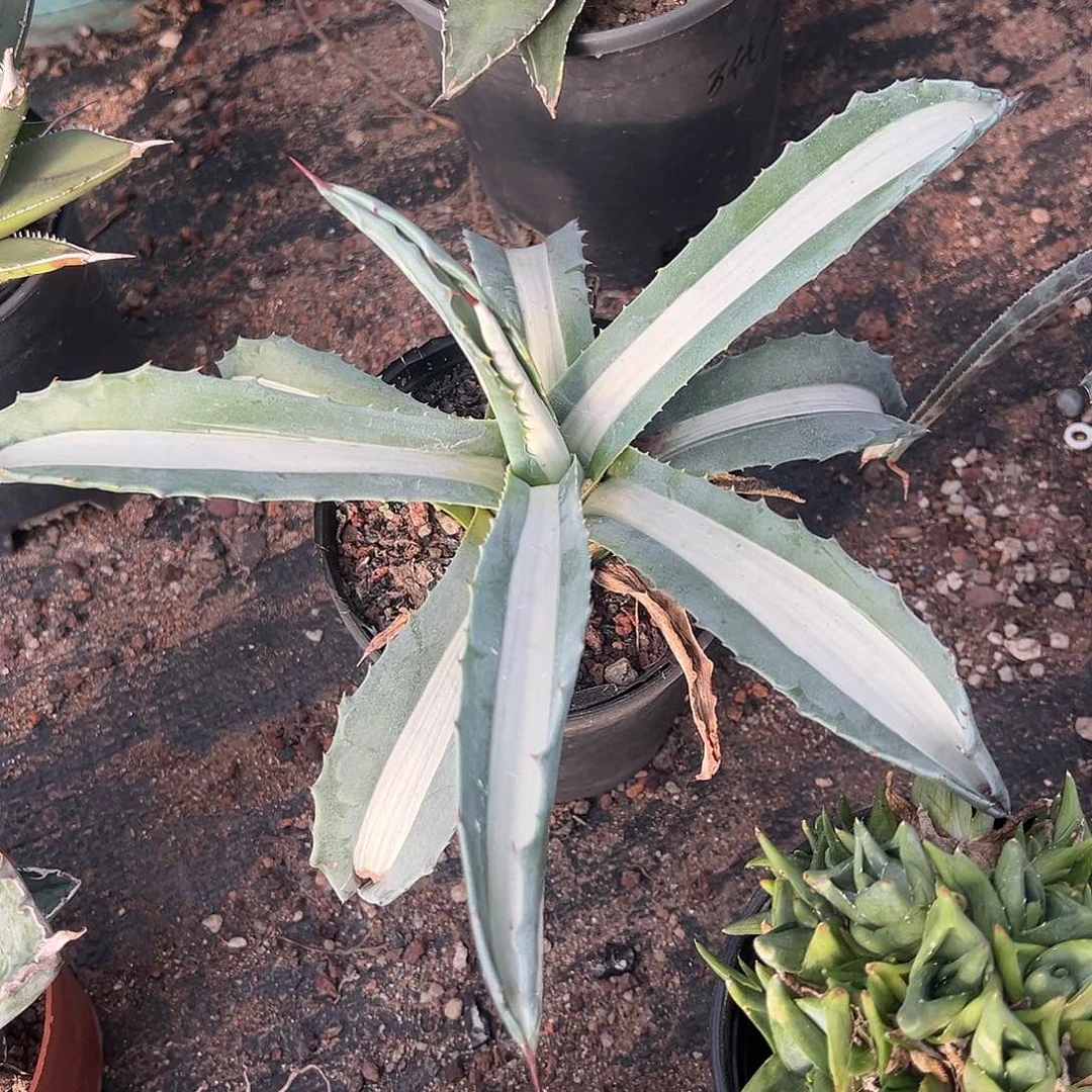 华严白中斑锦龙舌兰