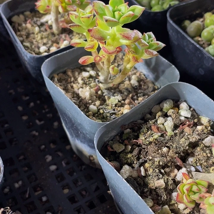 酥皮鸭2.8带盆土发