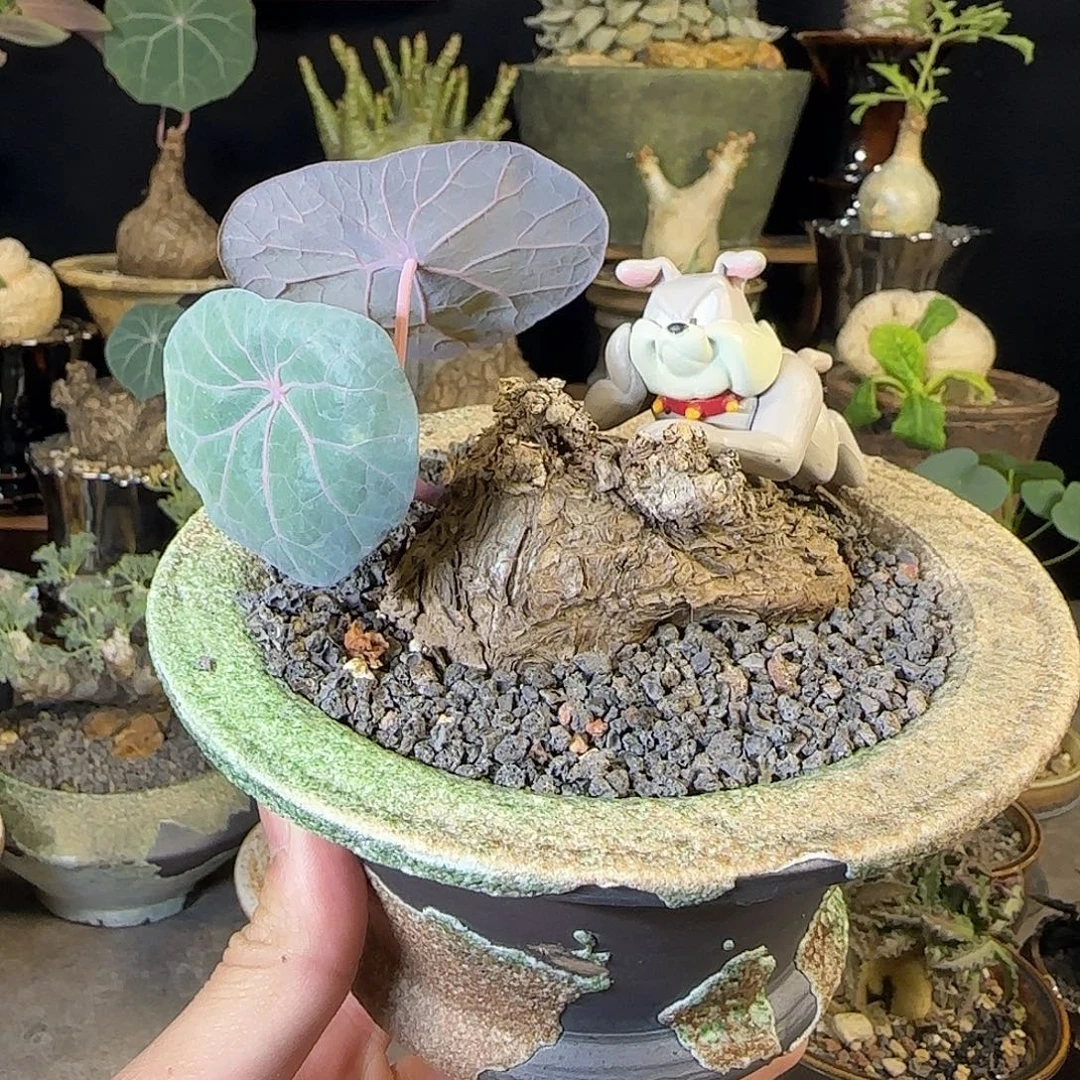 一物一拍老家一叶龟380