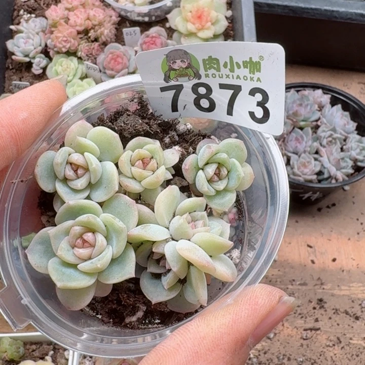 多肉植物多肉植物
