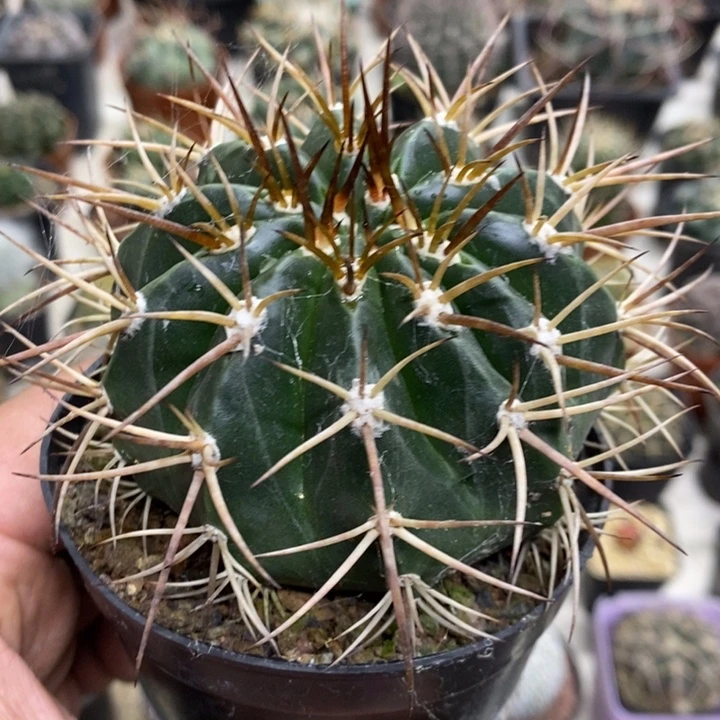 实生彩云特价福利