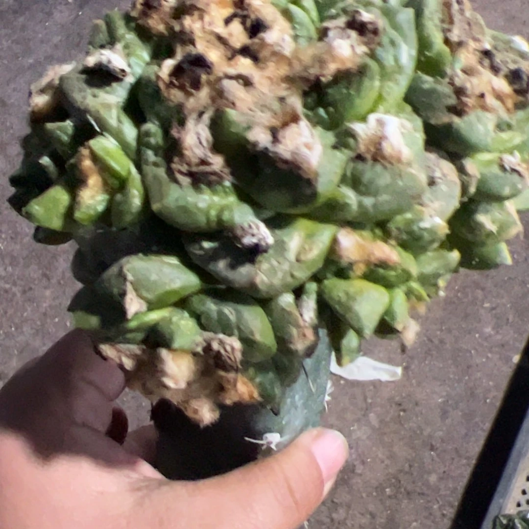 Y龟甲牡丹锦仙人球950