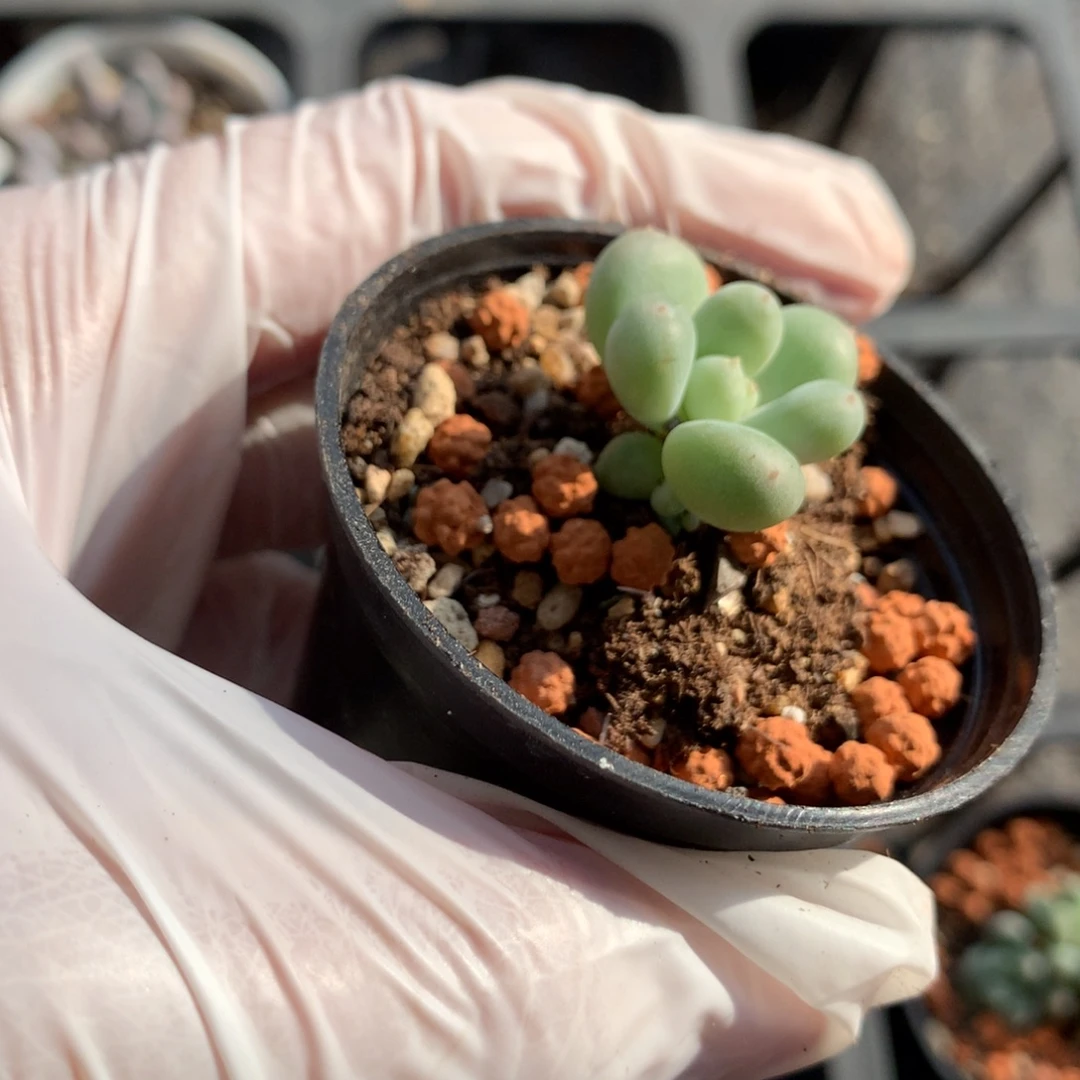 绿体萤火虫有小侧芽的