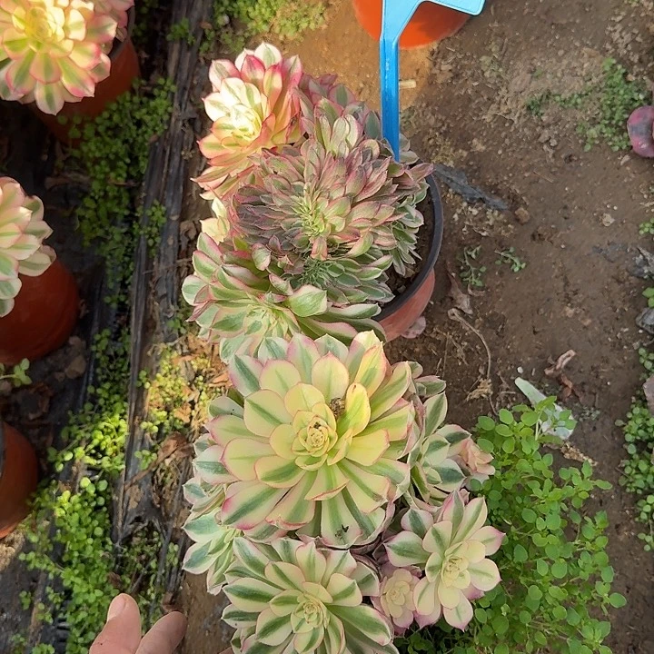 爱***囡183倾城缀倾城11111111