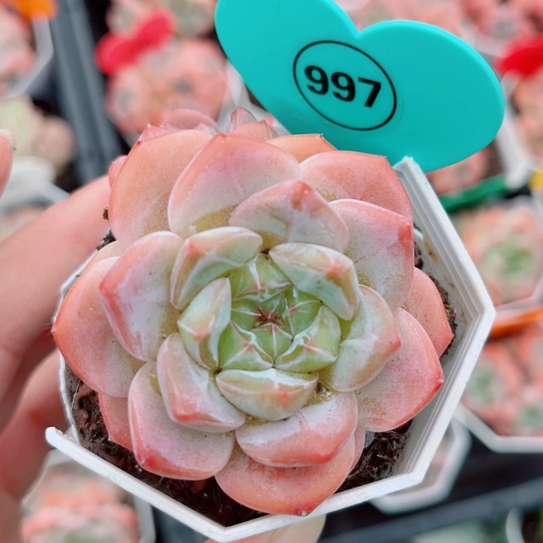 997号小老桩糖心群