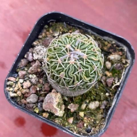 太刀岚单2仙人球