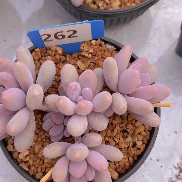 健健康康平平安安