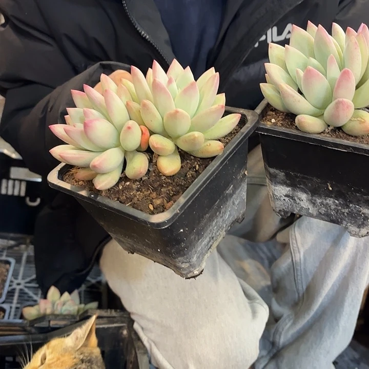 白体赫本鲁斯双头精品多肉