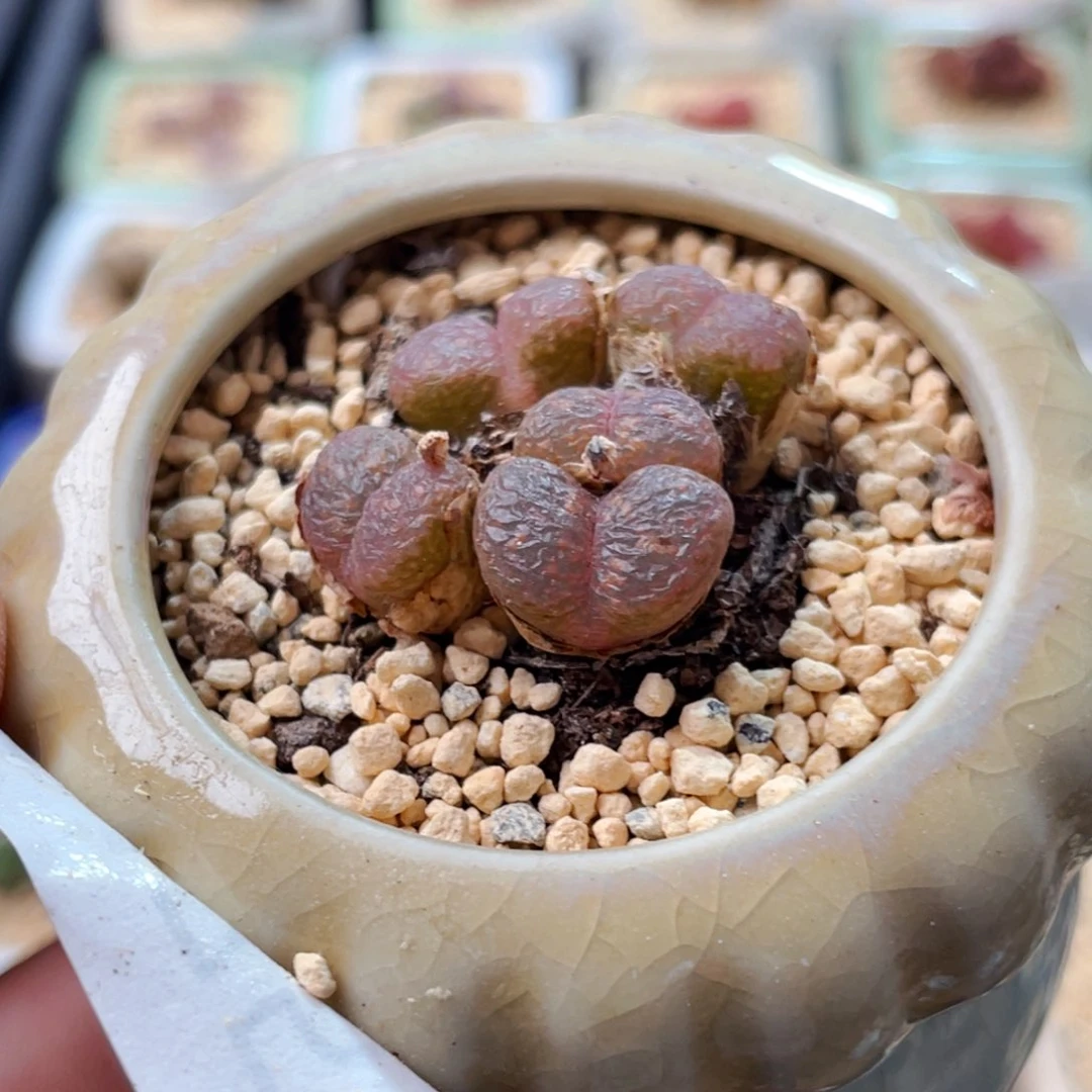 无花朵8475-一物一拍 带盆