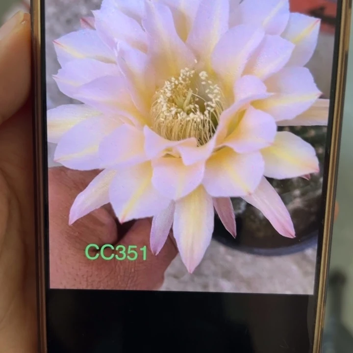 无花朵仙人球侧芽歪cc351