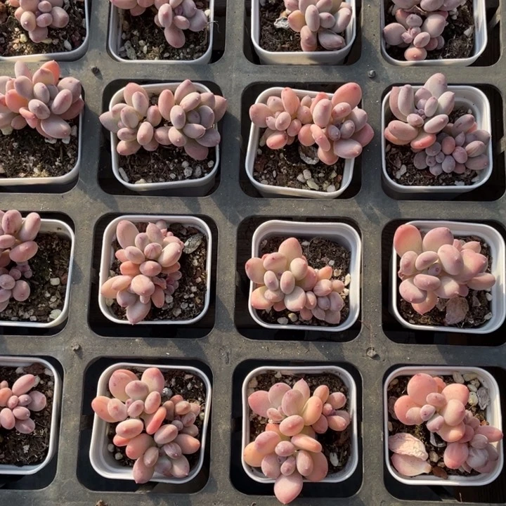 苹果奶双头一颗冠幅4厘米20包邮新疆西藏不发