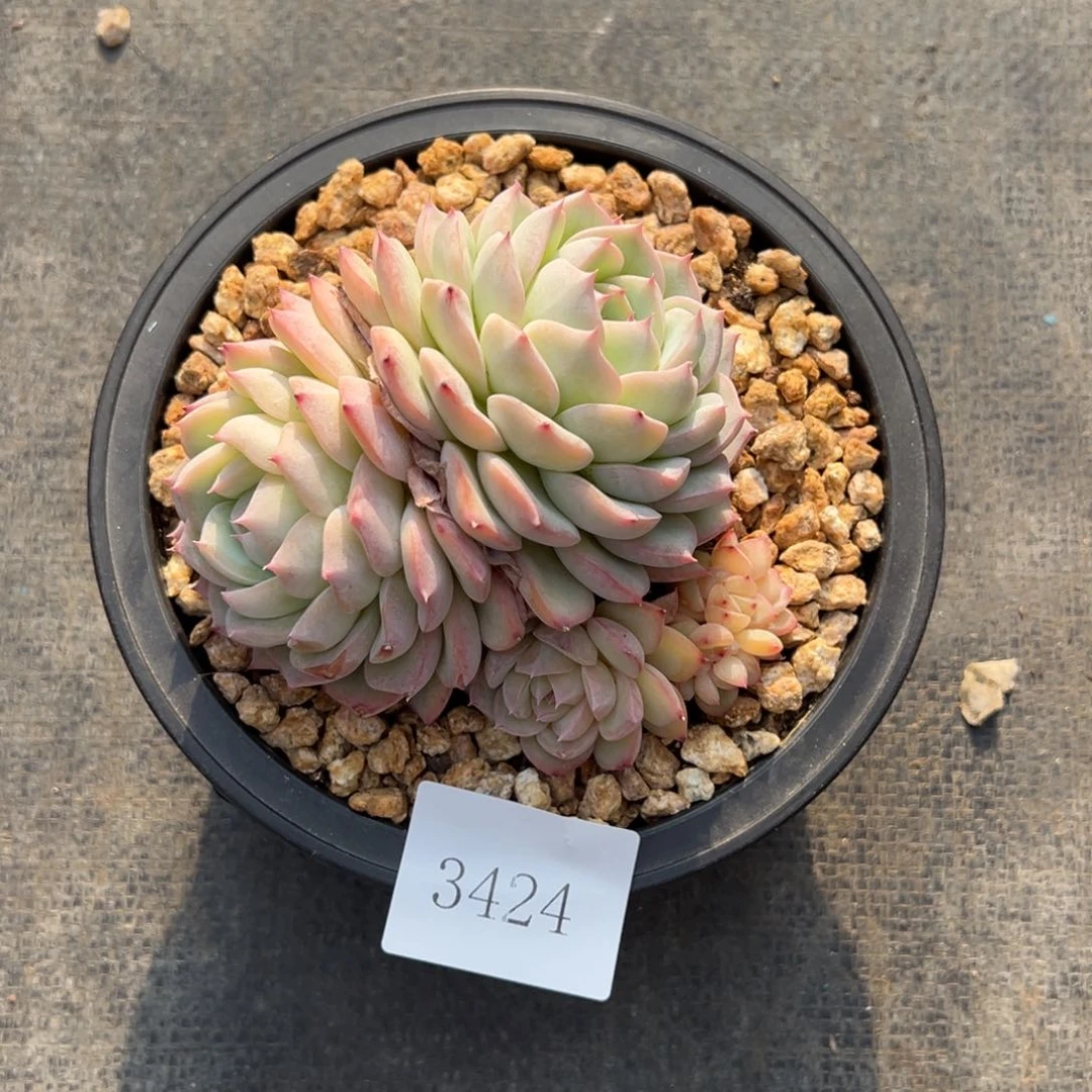 陈*云3424多肉多多多多不包整