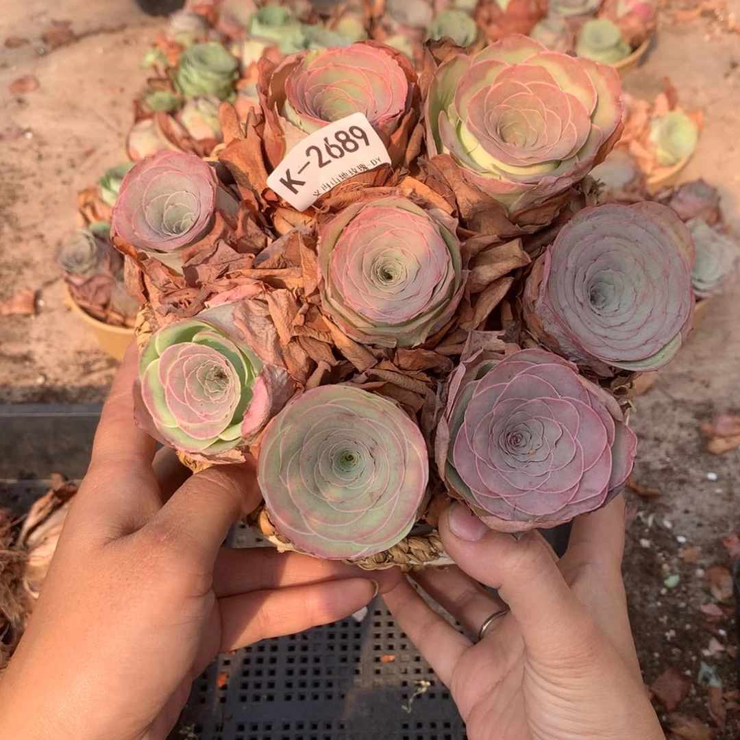 2689带篮子精品货8颗