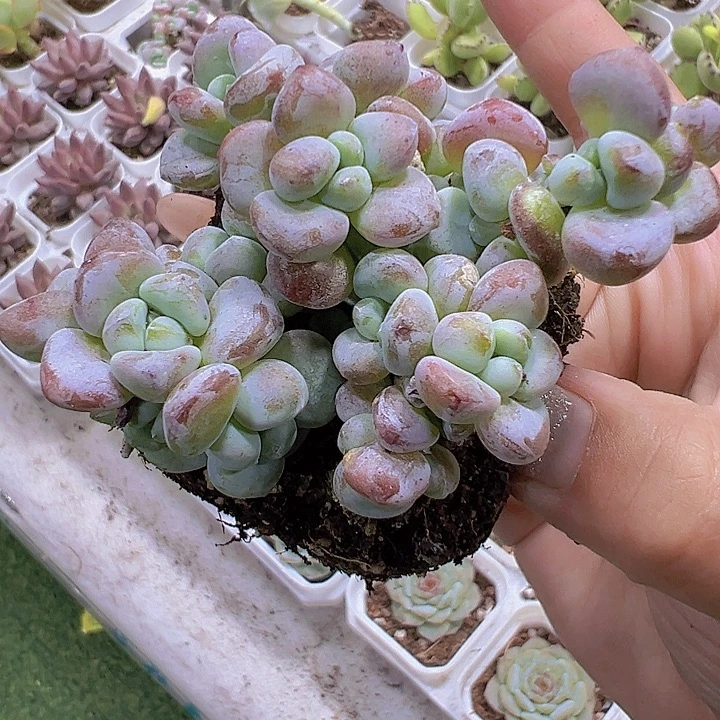 罗琦19包邮多肉植物