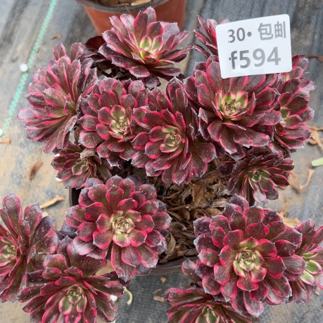 594红金刚凤多肉法师