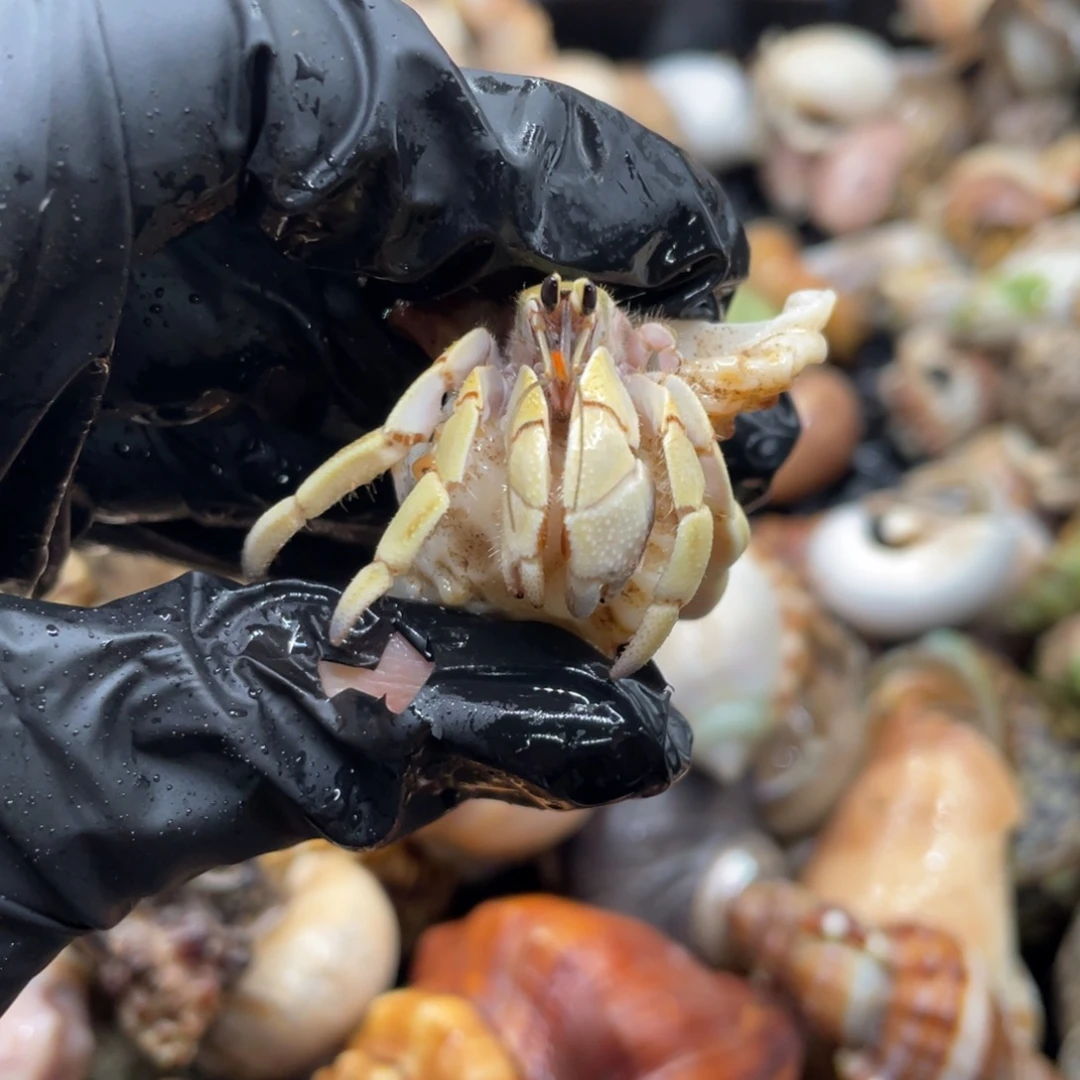 不退不换谢谢支持A10