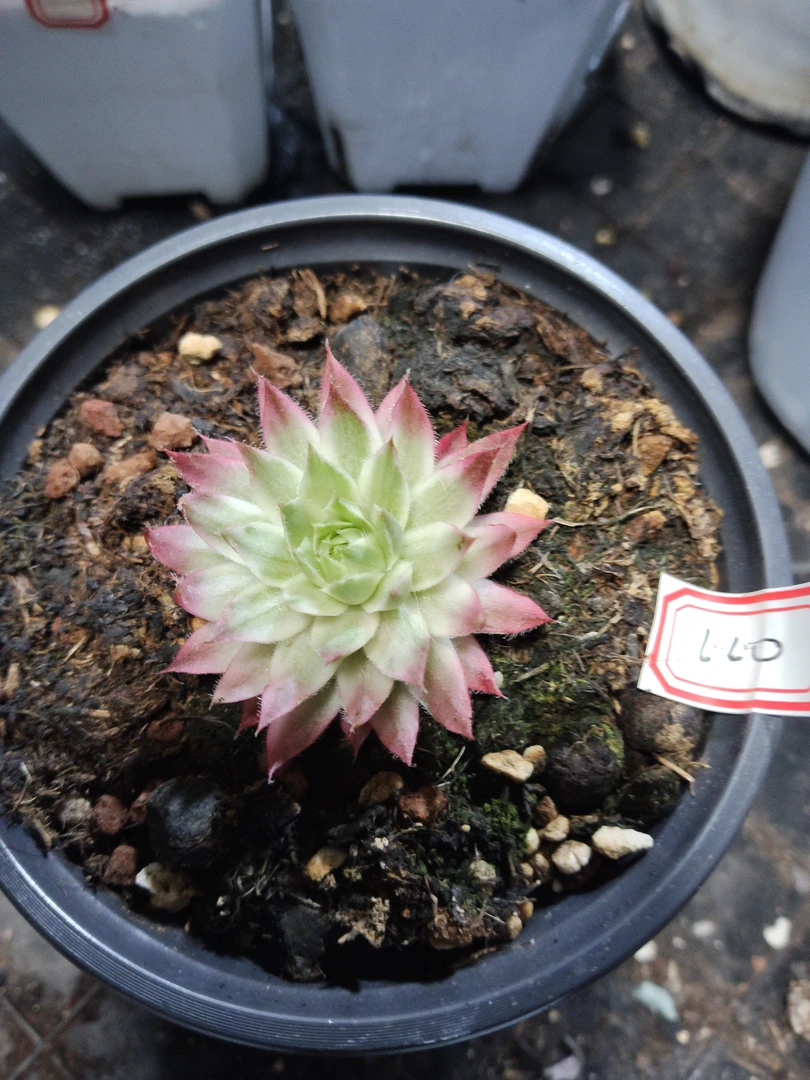 非偏远18包邮  一物一拍  10厘米盆 A110长生草白覆轮锦