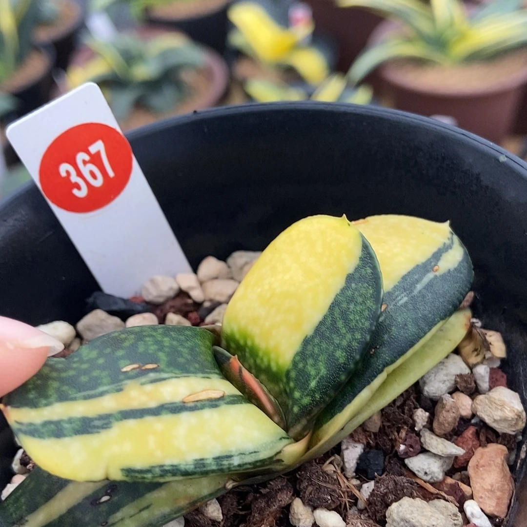 用***H367恐龙实生锦带盆发货