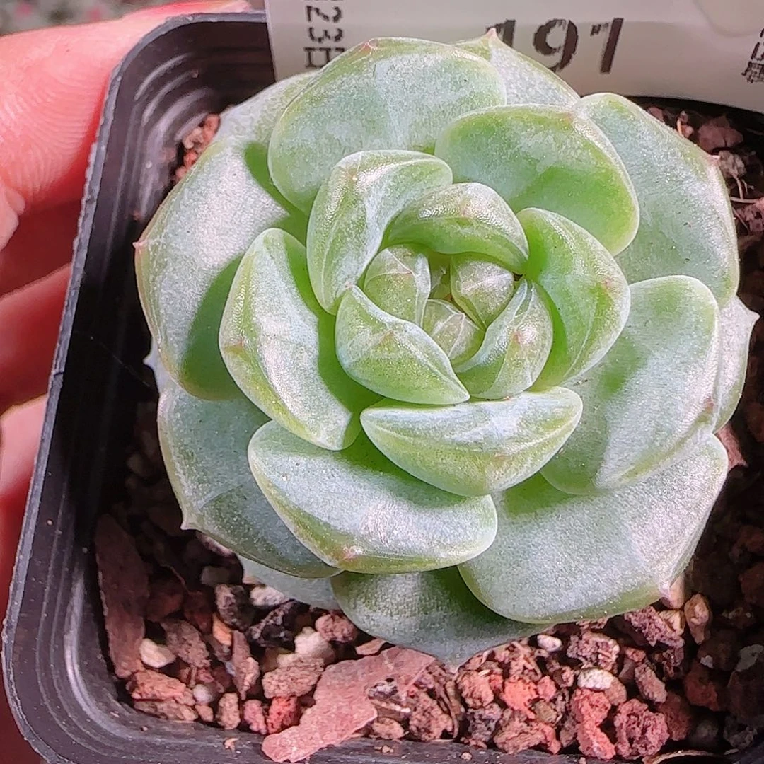 0923---191暗香糖心珍妮