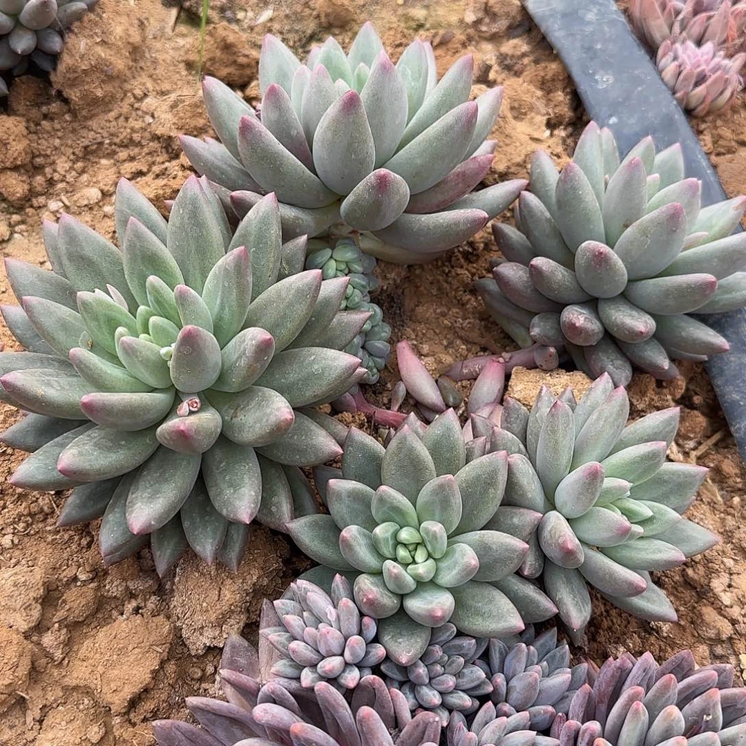 小**周多肉植物美人系列
