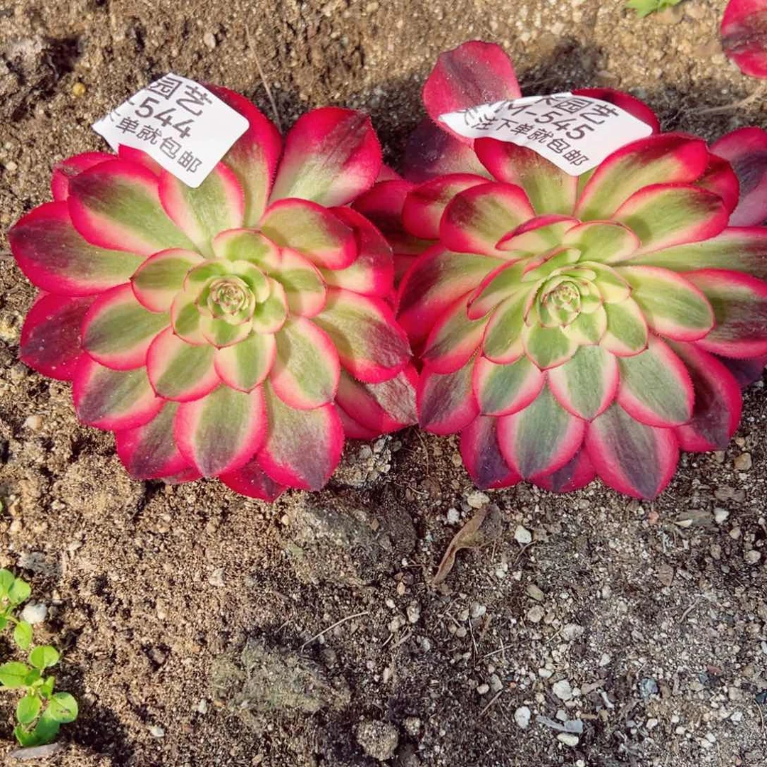 荔枝两颗多肉植物544-45