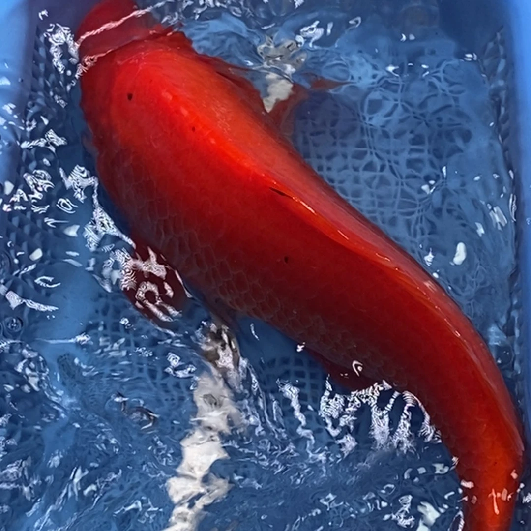 锦鲤冷水锦鲤包邮