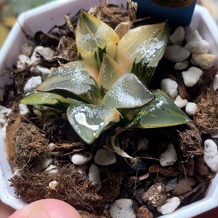 586阿房宫锦特选福利