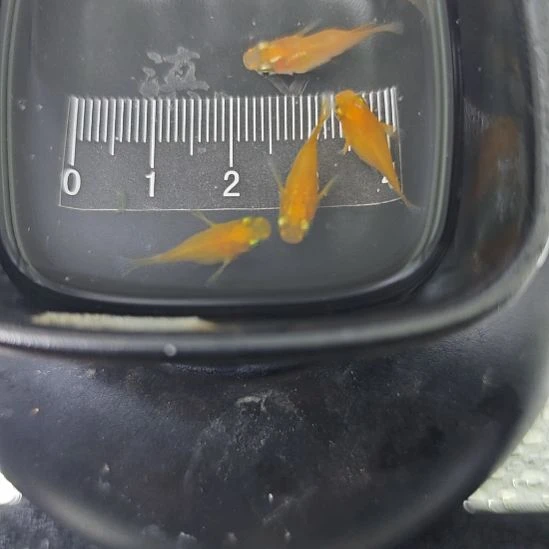 青鳉鱼观背青鳉初恋球一组A16号