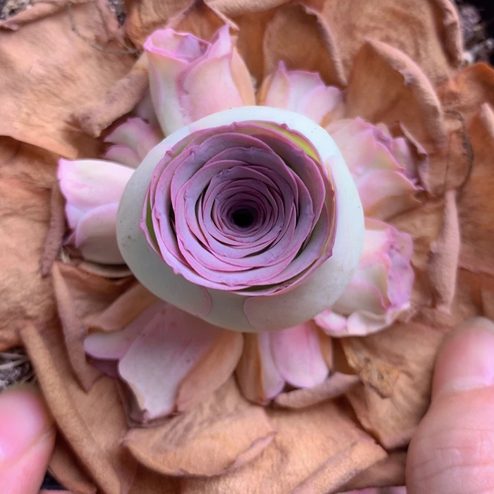 一物一拍星辰紫芙273