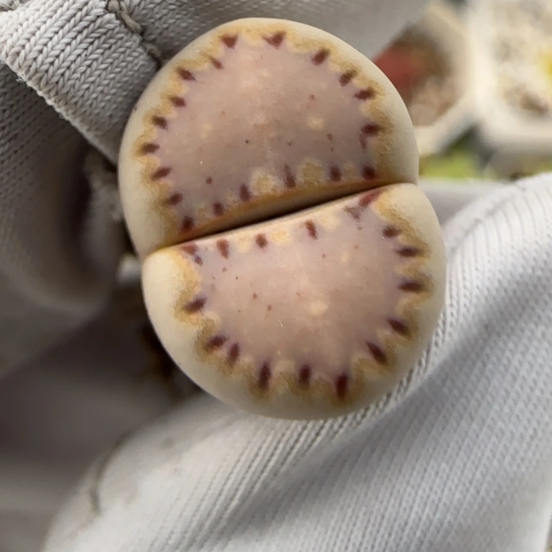 7.7。 浅粉色小可爱.015。9006