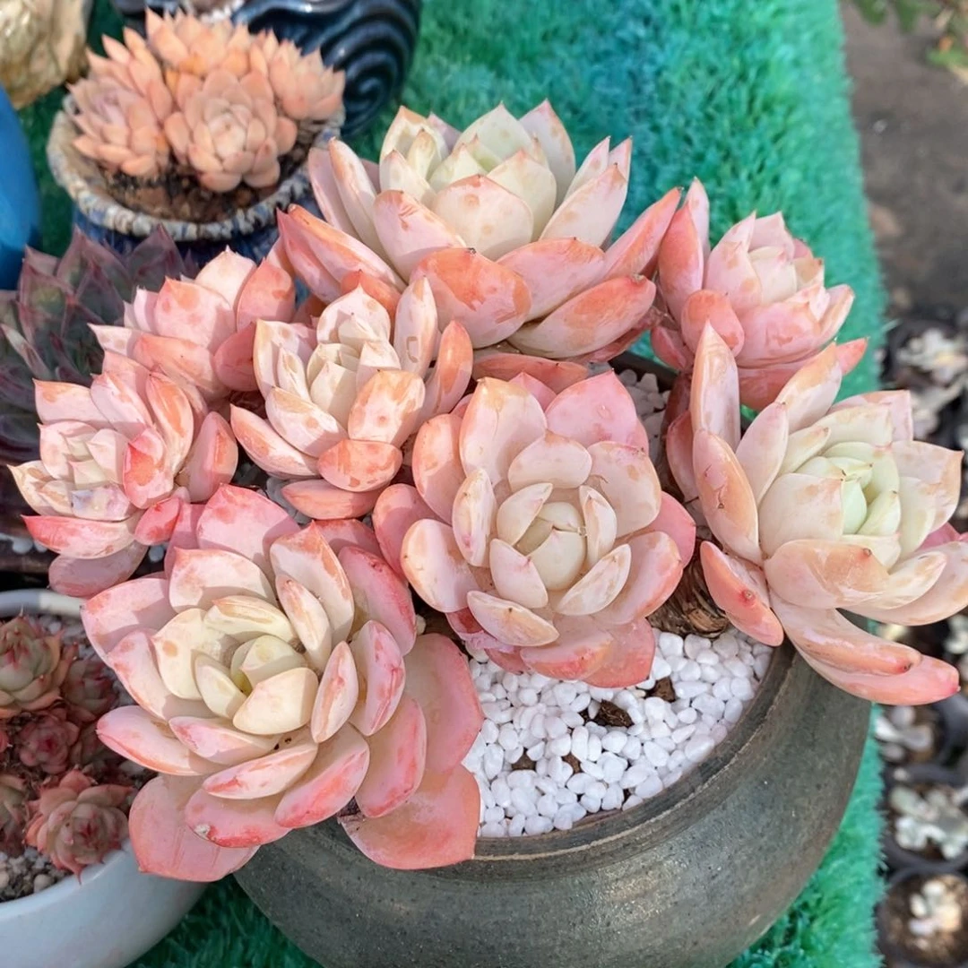 恋曲多肉植物盆栽