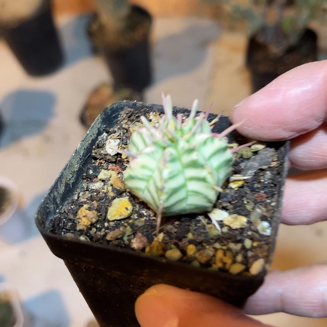 斑马锦仙人球一物一拍