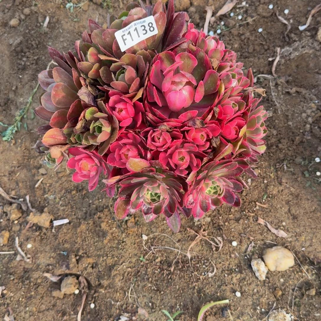 1138妖月。多肉植物