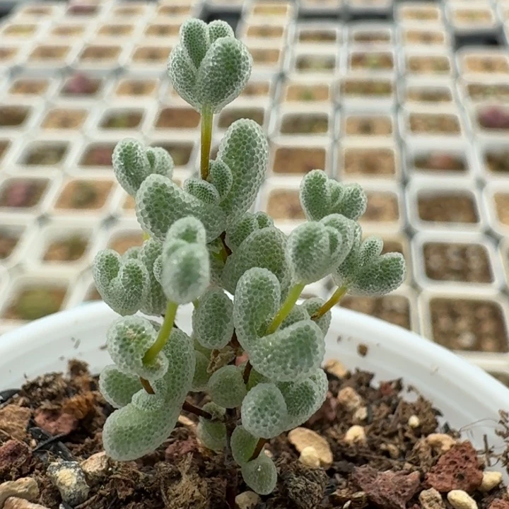 2087莱斯枝干带盆发货