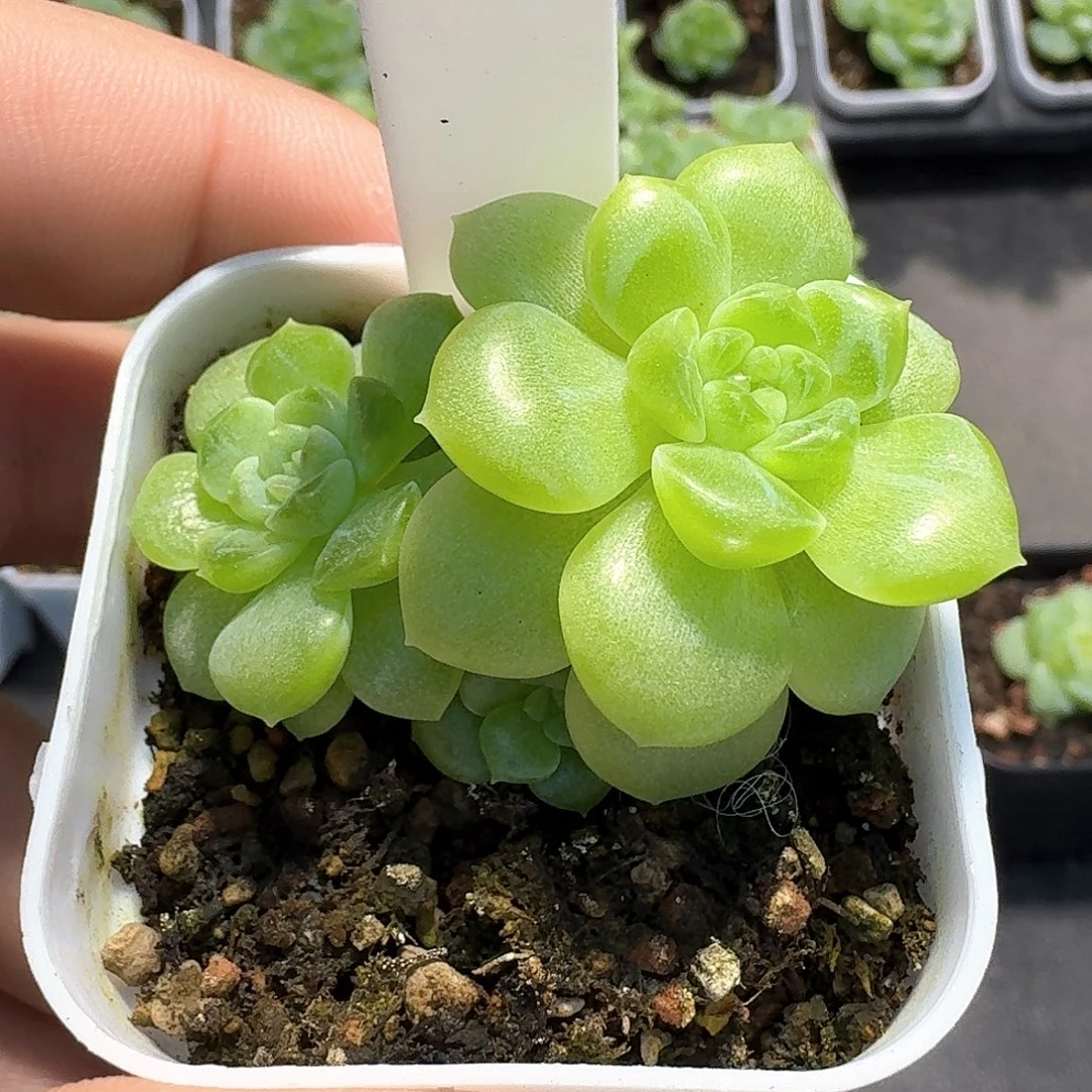 194号三头现金多肉11111