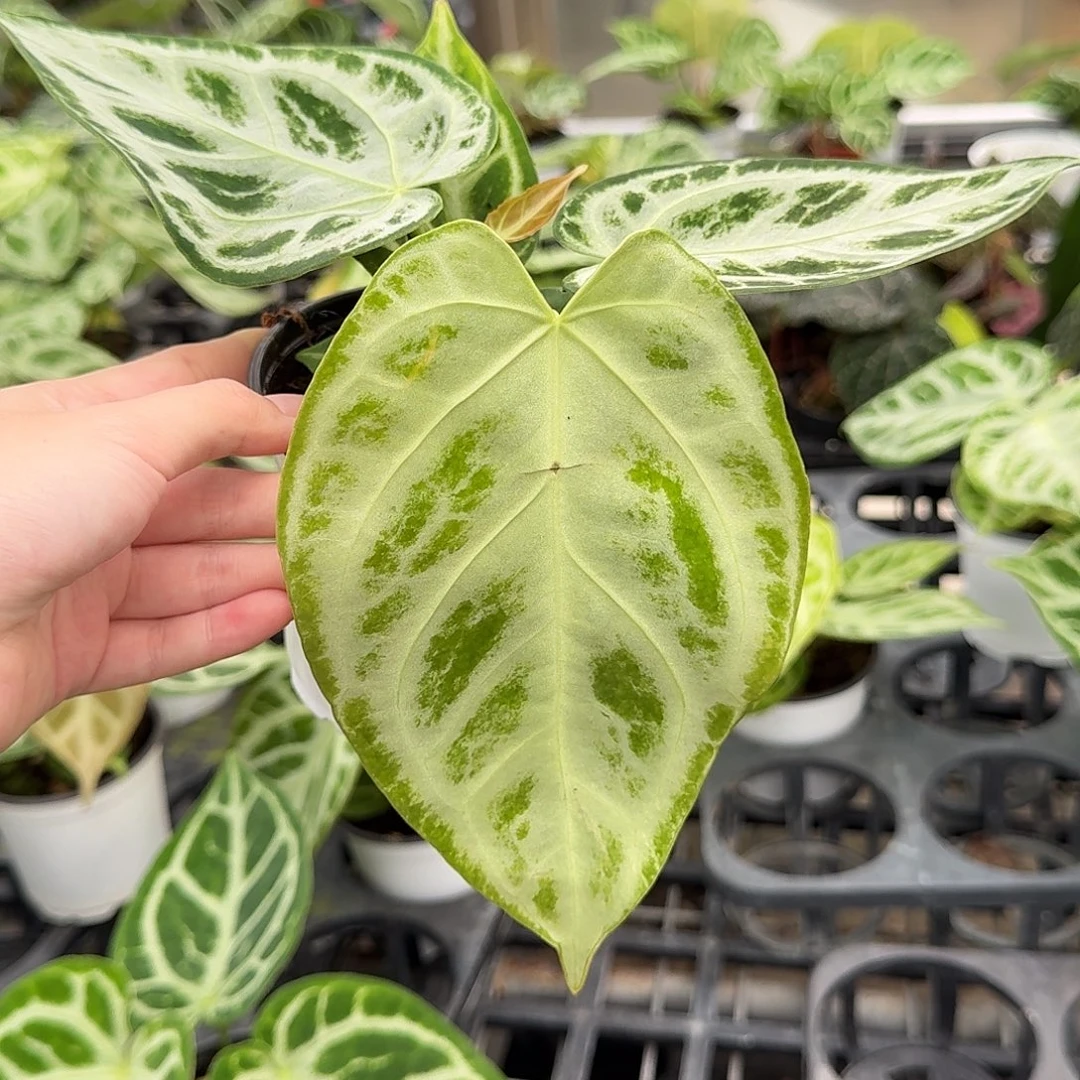 完全开放Y34叶损银刷子