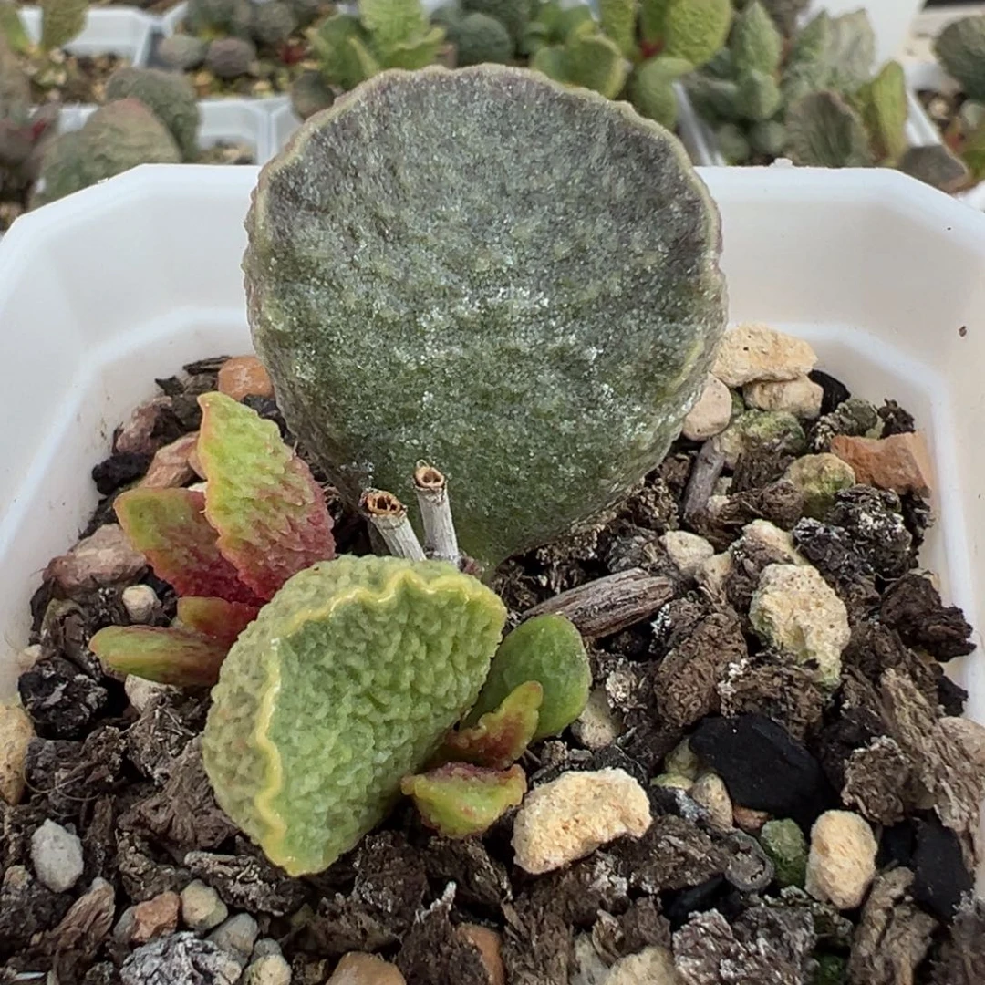 大叶型实生新品大苗多肉植物