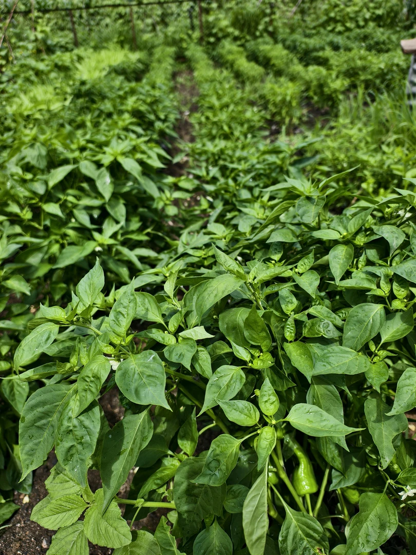 东北小辣椒，自己家园子里小辣椒，来自小时候的味道