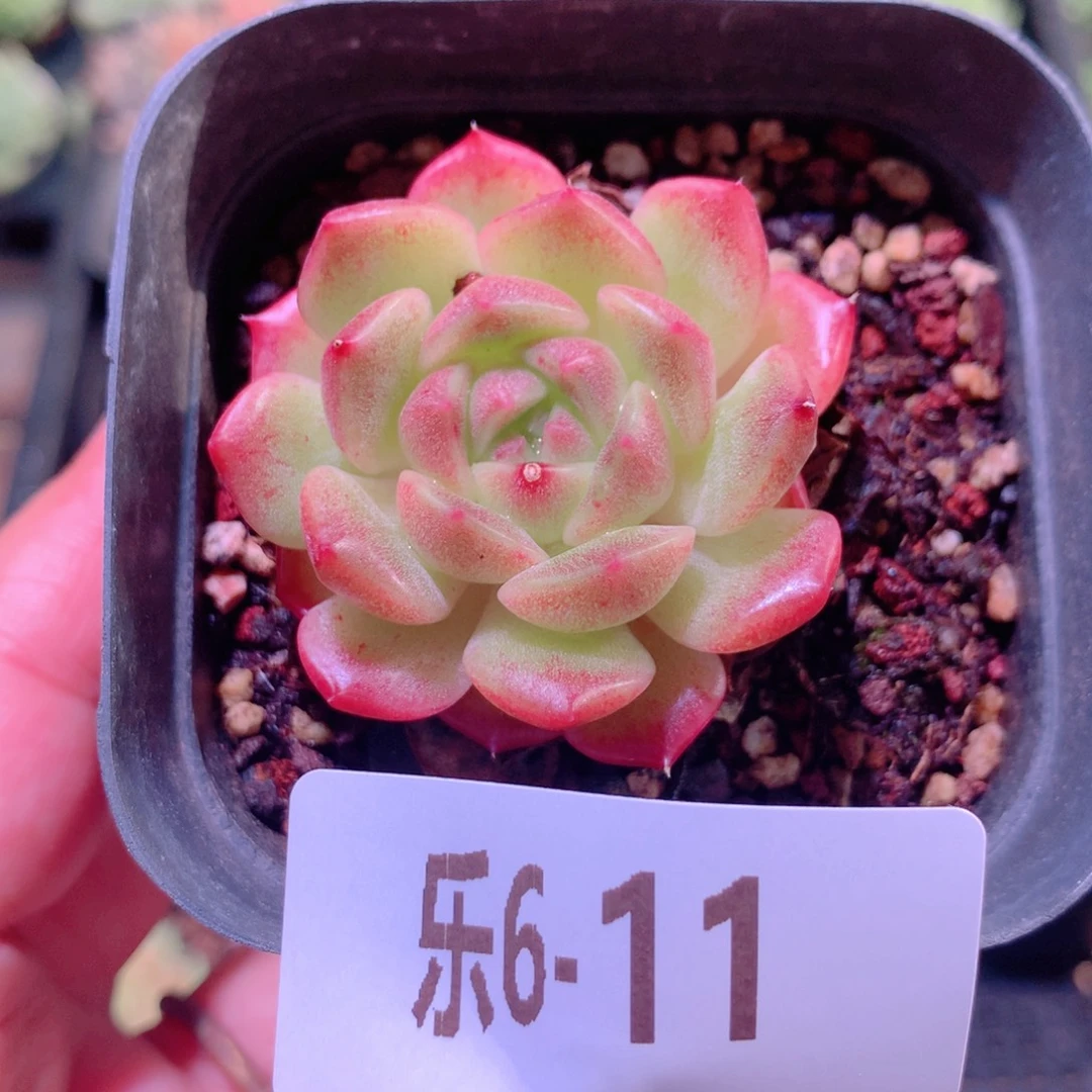 乐然6-11 新品单头